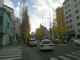 Yellow turned Ginkgo trees