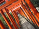 Beautiful Red Gates in Nezu Shrine