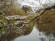 Cherry Blossoms in a Park