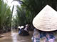 The jungle cruise by a boat