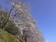 Sakura - Cherry blossoms!!